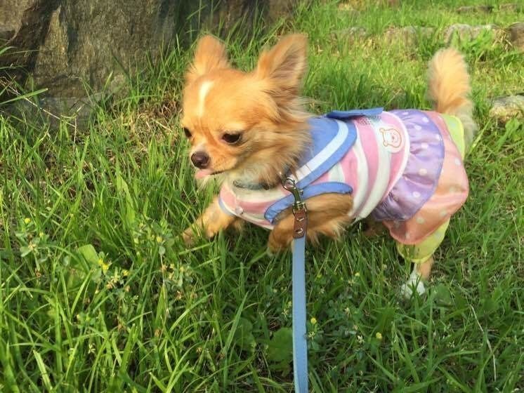 専門家監修 チワワに散歩は必要 注意点や散歩好きに育てるコツ いぬのきもちweb Magazine
